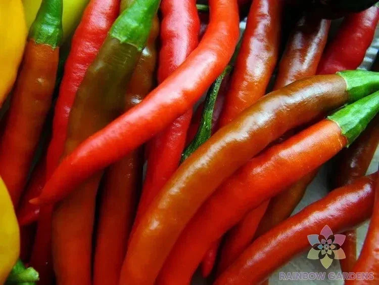 Kung Pao Hot Pepper Seeds Pack of 25+ | Capsicum annuum | Spicy Culinary Peppers for Garden & Container Growing