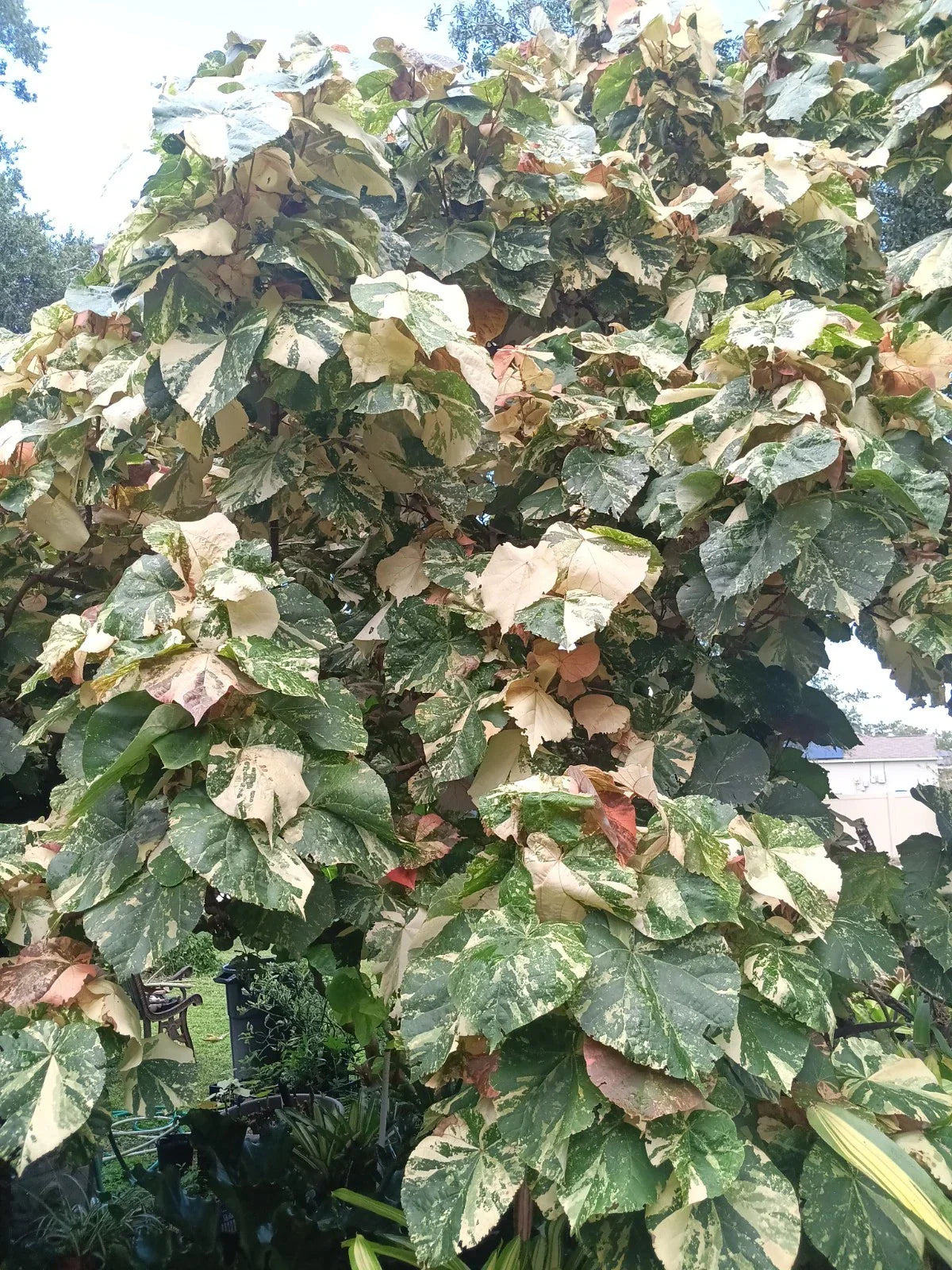 Variegated Mahoe Hibiscus Tree Plant - Rooted Cutting - Hibiscus tiliaceus 'Variegata' - Tropical Garden Foliage