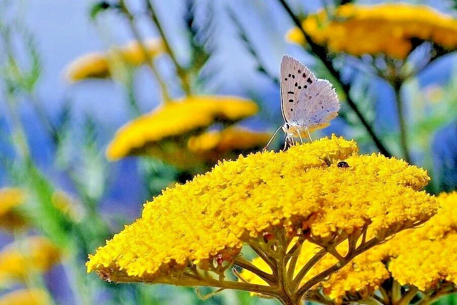 Gold Yellow Yarrow Seeds - Achillea millefolium Perennial Wildflower for Pollinators, Medicinal Herb, Easy to Grow, 500+ Seeds