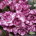 Purple Pixie Carnation Seeds - 200+ Count, Dianthus caryophyllus, Garden Planting, Perennial, Full Sun, Compact 12-18"