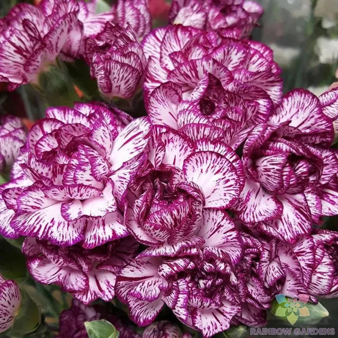 Purple Pixie Carnation Seeds - 200+ Count, Dianthus caryophyllus, Garden Planting, Perennial, Full Sun, Compact 12-18"