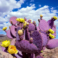 Purple Cactus Seeds - Opuntia Santa Rita Prickly Pear Fruit - Drought-Resistant, Hardy, Succulent Plant Seeds for Garden & Indoor Growing