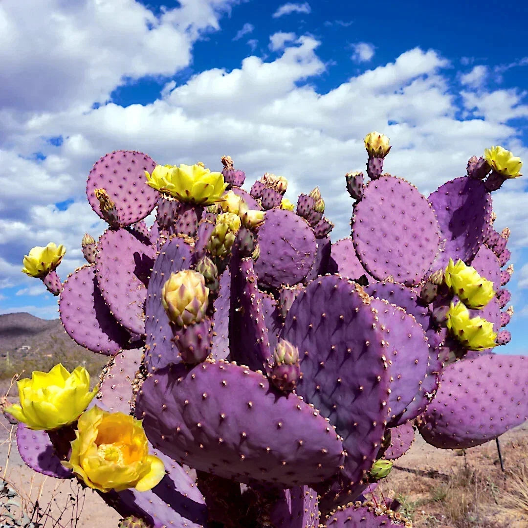 Purple Cactus Seeds - Opuntia Santa Rita Prickly Pear Fruit - Drought-Resistant, Hardy, Succulent Plant Seeds for Garden & Indoor Growing