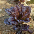 Red Romaine Lettuce Seeds - Organic Non-GMO Heirloom, 1000+ Fresh Lactuca sativa Seeds for Salad Gardens