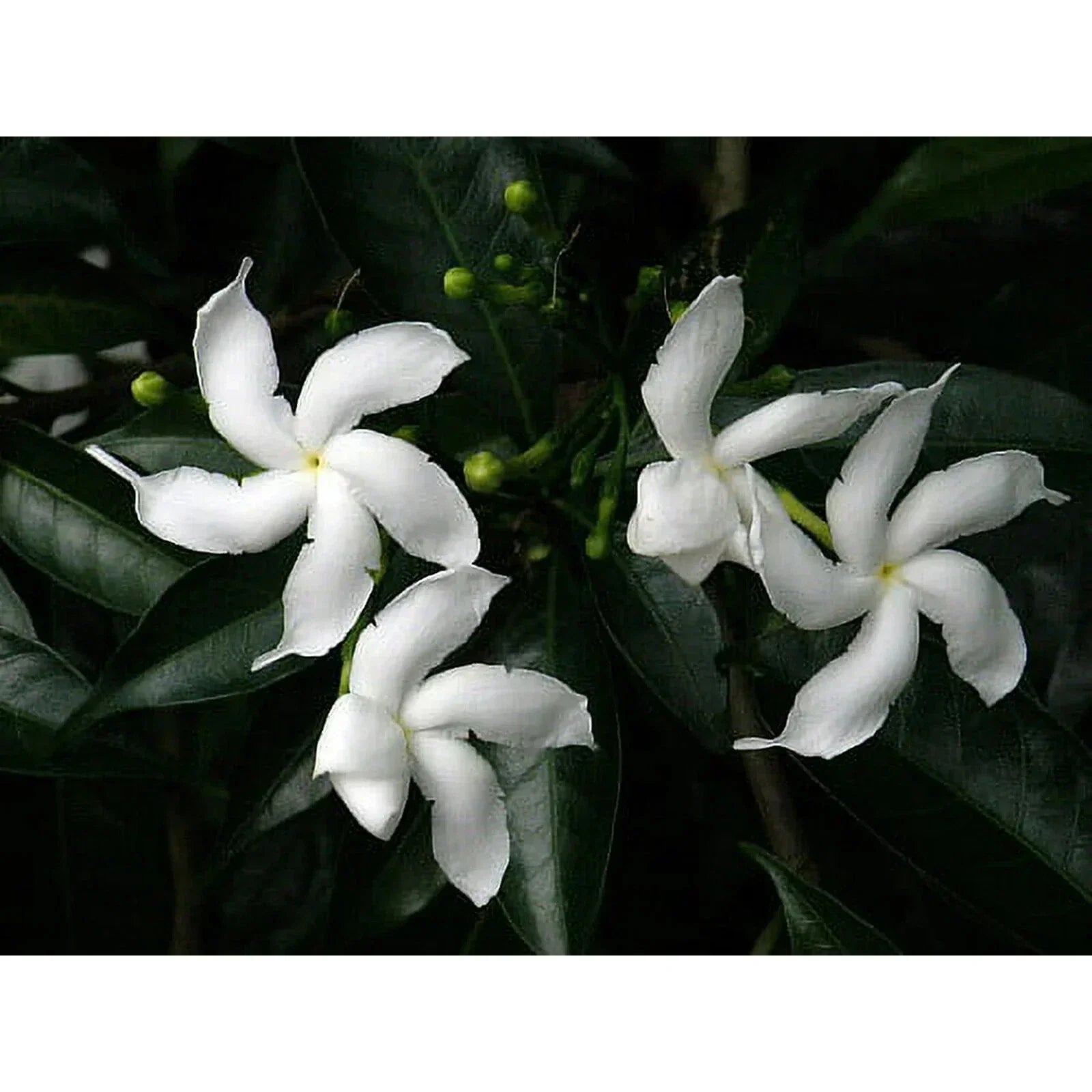 Pinwheel Crape Jasmine Starter Plant – Small Rooted Tabernaemontana divaricata with Fragrant White Flowers