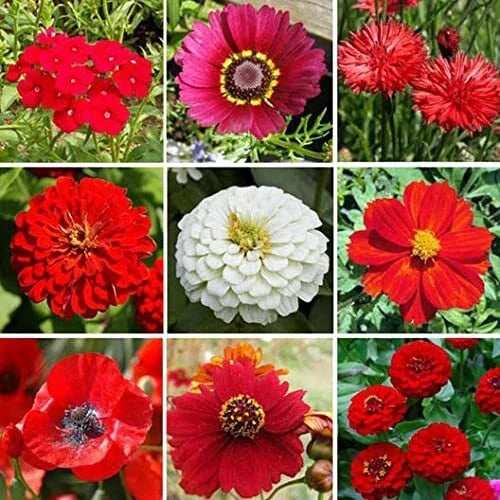 Wildflower Seed Mix - 200+ All Red Blend - Native Wildflowers for Gardens and Pollinator Attracting
