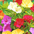 Four O'Clock Wildflower Seeds Mix for Pollinators, Fragrant Night Blooms, Perennial, 40+ Seeds, Mirabilis jalapa