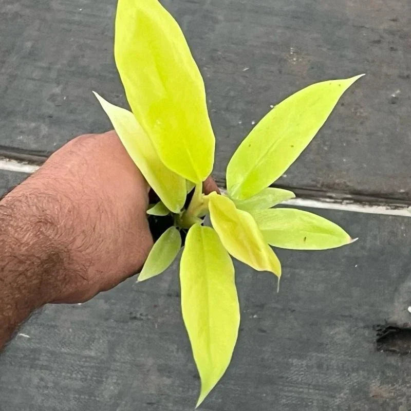 Golden Crocodile Philodendron Starter Plant in Plug | Rare Aroid with Variegated Leaves | Indoor Houseplant