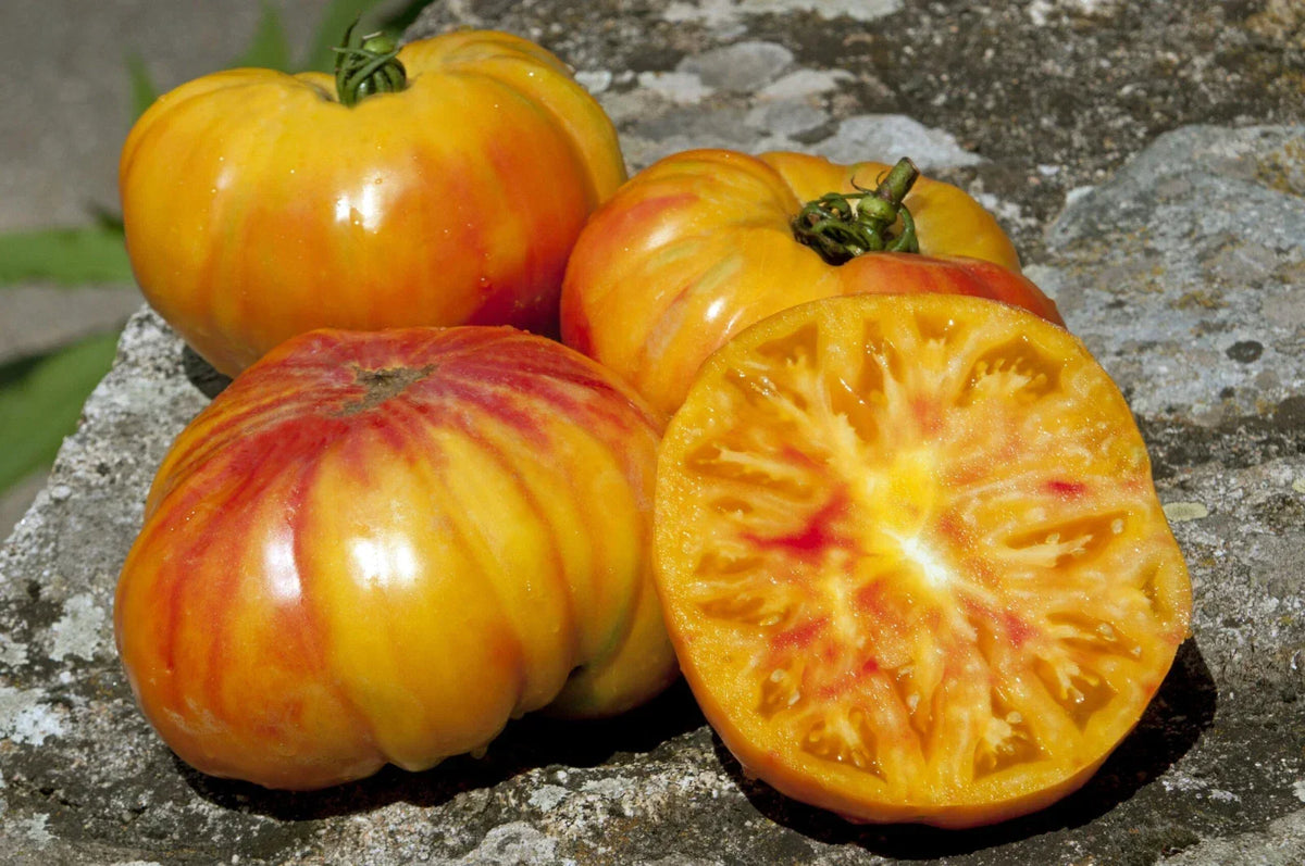 Buffalosun Tomato Seeds - Organic Hybrid F1 Solanum lycopersicum for Home Gardening, Heirloom Variety