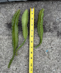 Yellow Dragonfruit Cuttings - 3 Pack, Edible Cactus Propagation, Hylocereus megalanthus, Fruit-Bearing, Drought-Tolerant