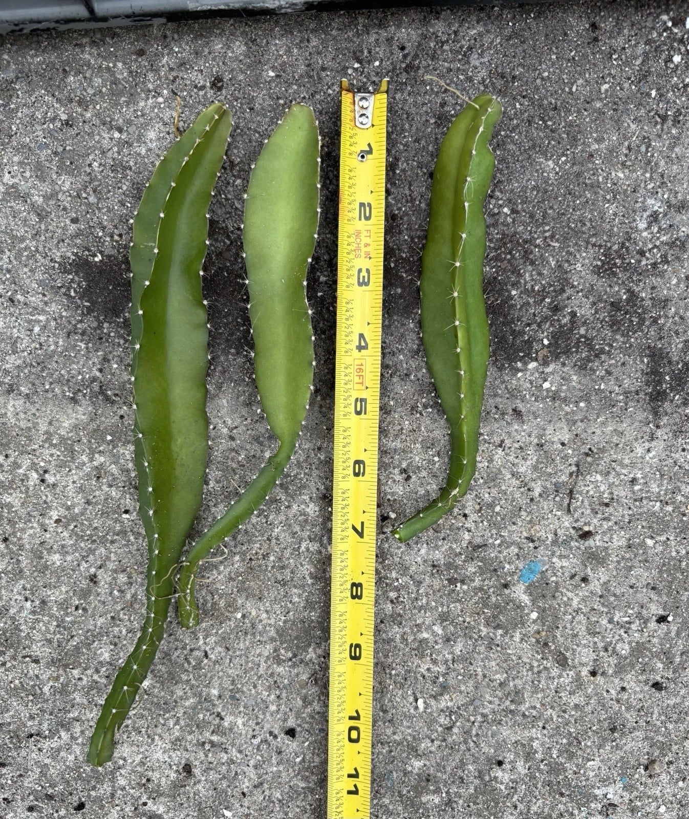 Yellow Dragonfruit Cuttings - 3 Pack, Edible Cactus Propagation, Hylocereus megalanthus, Fruit-Bearing, Drought-Tolerant