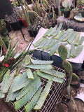 Fresh Aloe Arborescens Leaves 14oz – Succulent Plant Cuttings from 10-Year-Old Aloe Vera for Gardening, Skincare & Culinary