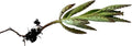Kalanchoe Plant Cutting 2" Rooted Succulent Kalanchoe spp. Indoor Outdoor Drought-Tolerant