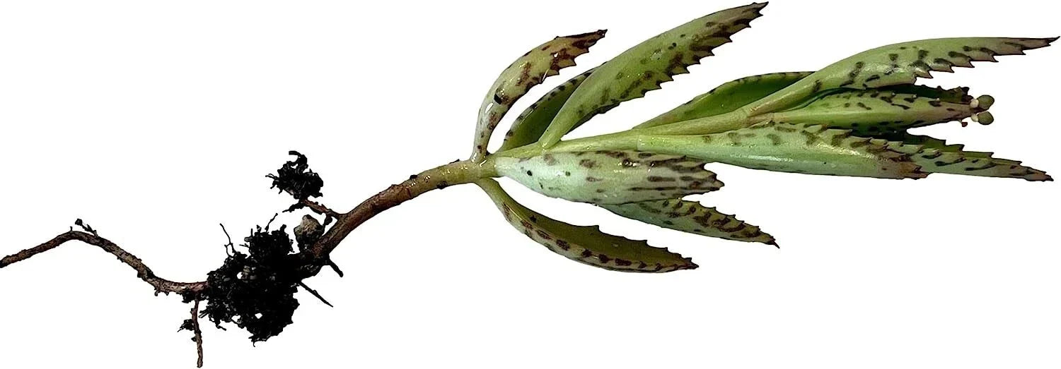 Kalanchoe Plant Cutting 2" Rooted Succulent Kalanchoe spp. Indoor Outdoor Drought-Tolerant