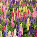 Lupine Seeds - Russell Mix Rainbow Colors - Large Leaf - Lupinus polyphyllus - For Garden, Borders & Containers