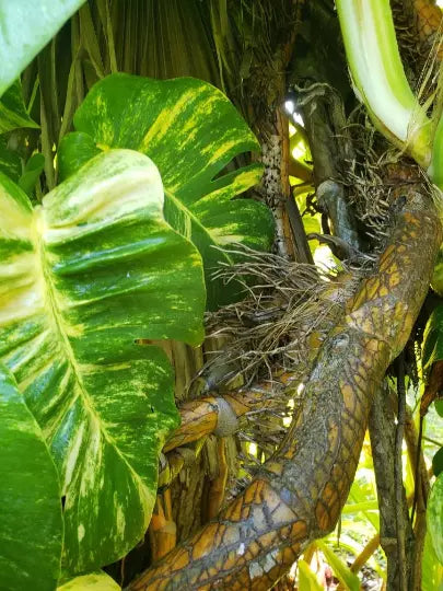 Giant Fenestrated Golden Queen Pothos Aerial Roots Node Segment Epipremnum aureum Indoor Plant