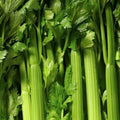 Tendercrisp Celery Seeds - 1000+ Vegetable Seeds for Garden, Apium graveolens, Crisp Stalks for Soups & Stews
