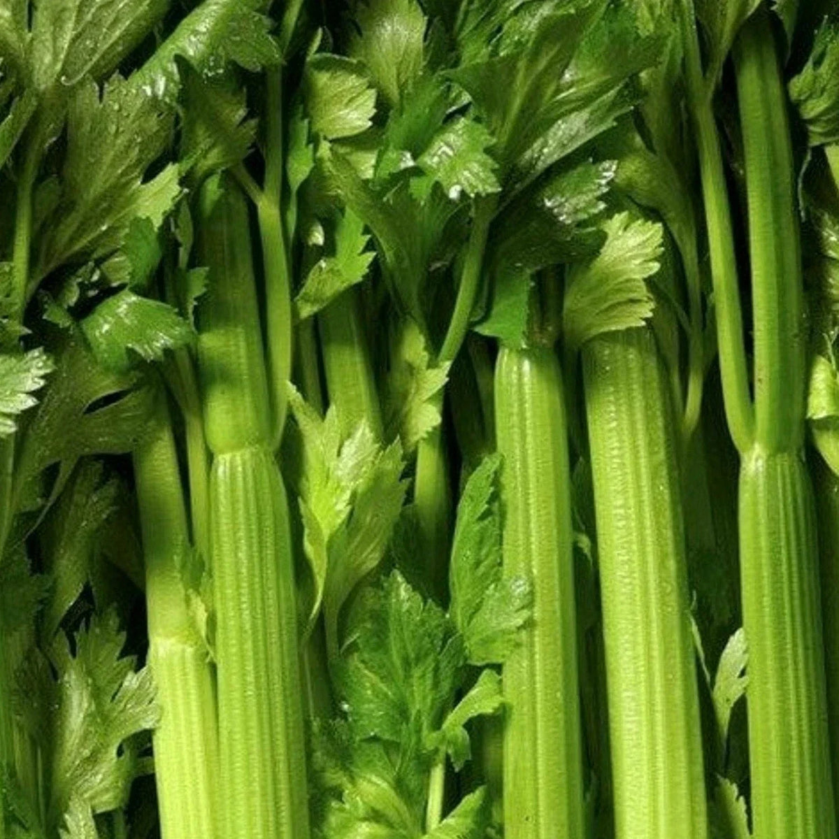 Tendercrisp Celery Seeds - 1000+ Vegetable Seeds for Garden, Apium graveolens, Crisp Stalks for Soups & Stews
