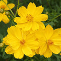 Cosmos Dwarf Lemon Sulphur Seeds - Yellow Flower Annual for Garden, Cosmos bipinnatus, 100 Seeds, Bright Blooms