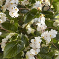 Begonia Seeds - 5 Pelleted Dragon Wing White Begonia x tuberhybrida for Indoor & Garden Planting