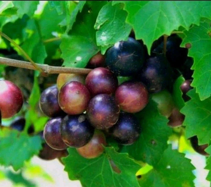 Muscadine Grape Plant Cuttings - 5 Male + 5 Female - Southern Native Vitis rotundifolia