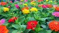 Zinnia Seeds - 1000 Count Short Stuff Mix - Vibrant Colors - Zinnia elegans Garden Flowers