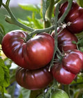 Black Brandywine Tomato Seeds - Heirloom Organic Non-GMO, Bountiful Harvest, Solanum lycopersicum, Home Gardening, Container Planting