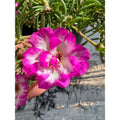 Pinky Snow Portulaca Cutting Plant, Drought-Tolerant Ground Cover, Flowering Succulent, Portulaca grandiflora