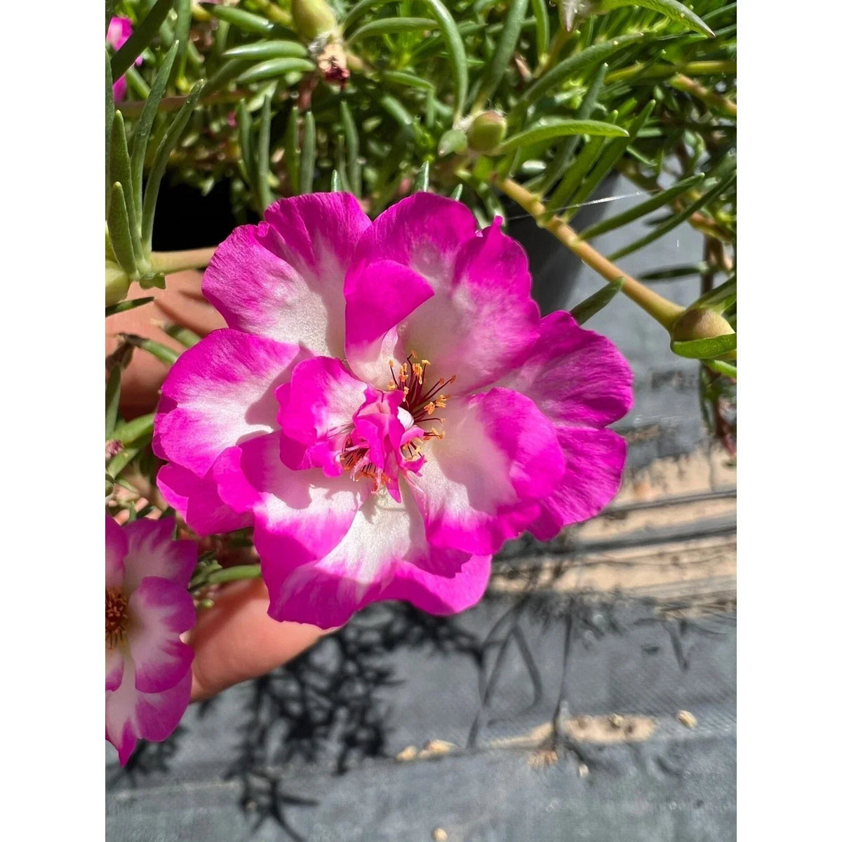 Pinky Snow Portulaca Cutting Plant, Drought-Tolerant Ground Cover, Flowering Succulent, Portulaca grandiflora