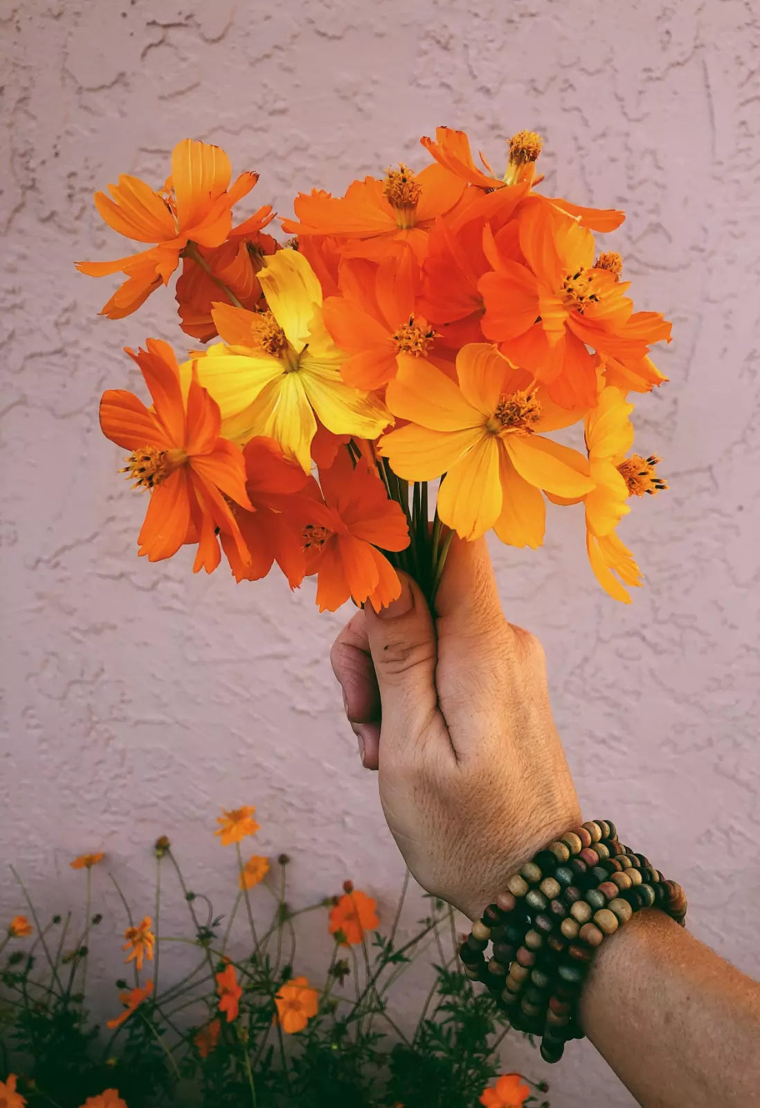 Sulphur Cosmos Seeds - 100+ Non-GMO Bright Lights Flower Seeds for Hummingbirds & Butterflies - Cosmos sulphureus