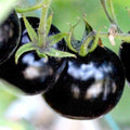 European Black Cherry Tomato Seeds – Heirloom Non-GMO, Sweet Dark Cherry Variety, 100+ Seeds for Organic Gardening