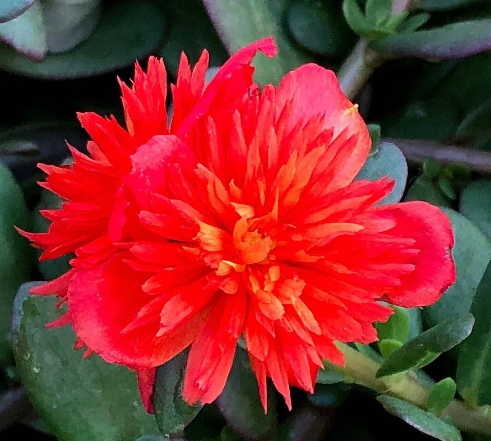 Double Scarlet Portulaca Oleracea Seeds - Vibrant Red Purslane - US Seller