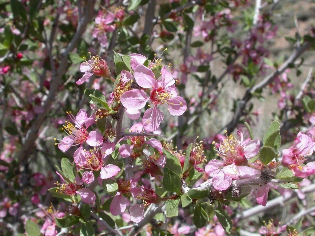 Desert Peach Seeds, Prunus andersonii, Drought-Tolerant Native Fruit Plant, Xeriscape Garden, Low Water, Edible Fruits, Pack of 5