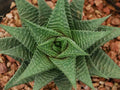 Gasteria Limifolia Plant - 4" Pot - Fairy Washboard Succulent - Indoor Houseplant - Low Maintenance, Textured Leaves