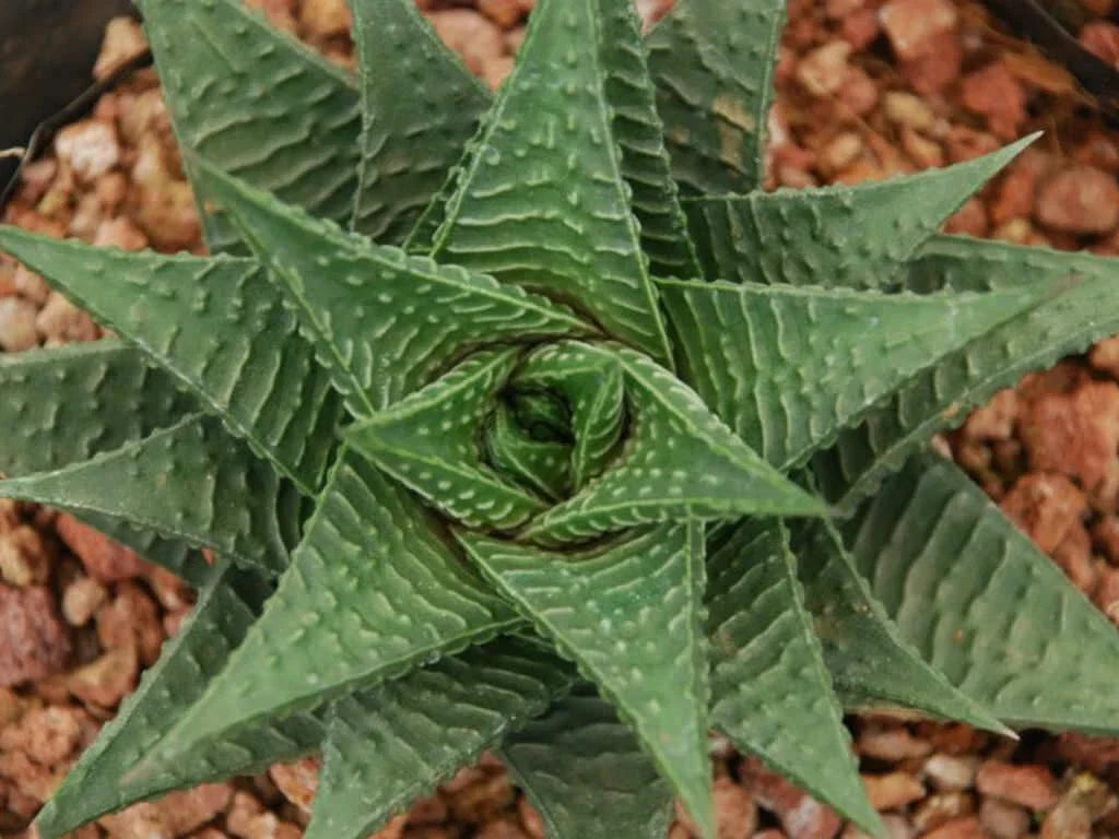 Gasteria Limifolia Plant - 4" Pot - Fairy Washboard Succulent - Indoor Houseplant - Low Maintenance, Textured Leaves