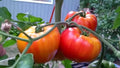 Big Rainbow Tomato Seeds - Non-GMO Heirloom Beefsteak Variety for Slicing, Solanum lycopersicum