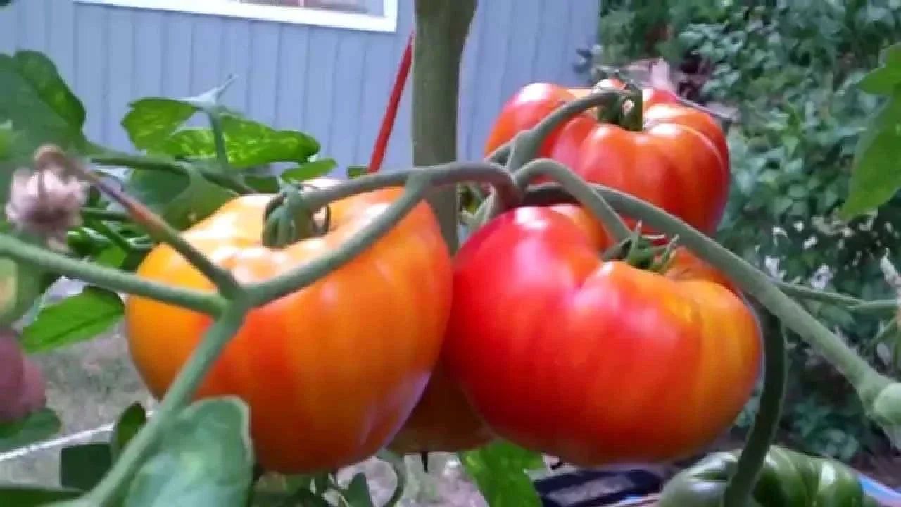 Big Rainbow Tomato Seeds - Non-GMO Heirloom Beefsteak Variety for Slicing, Solanum lycopersicum