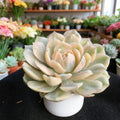 Echeveria Onslow Variegated Succulent Plant - 3 Inch Bare Root, Easy Care, Unique Yellow Green Rosette, Rare Live Succulent