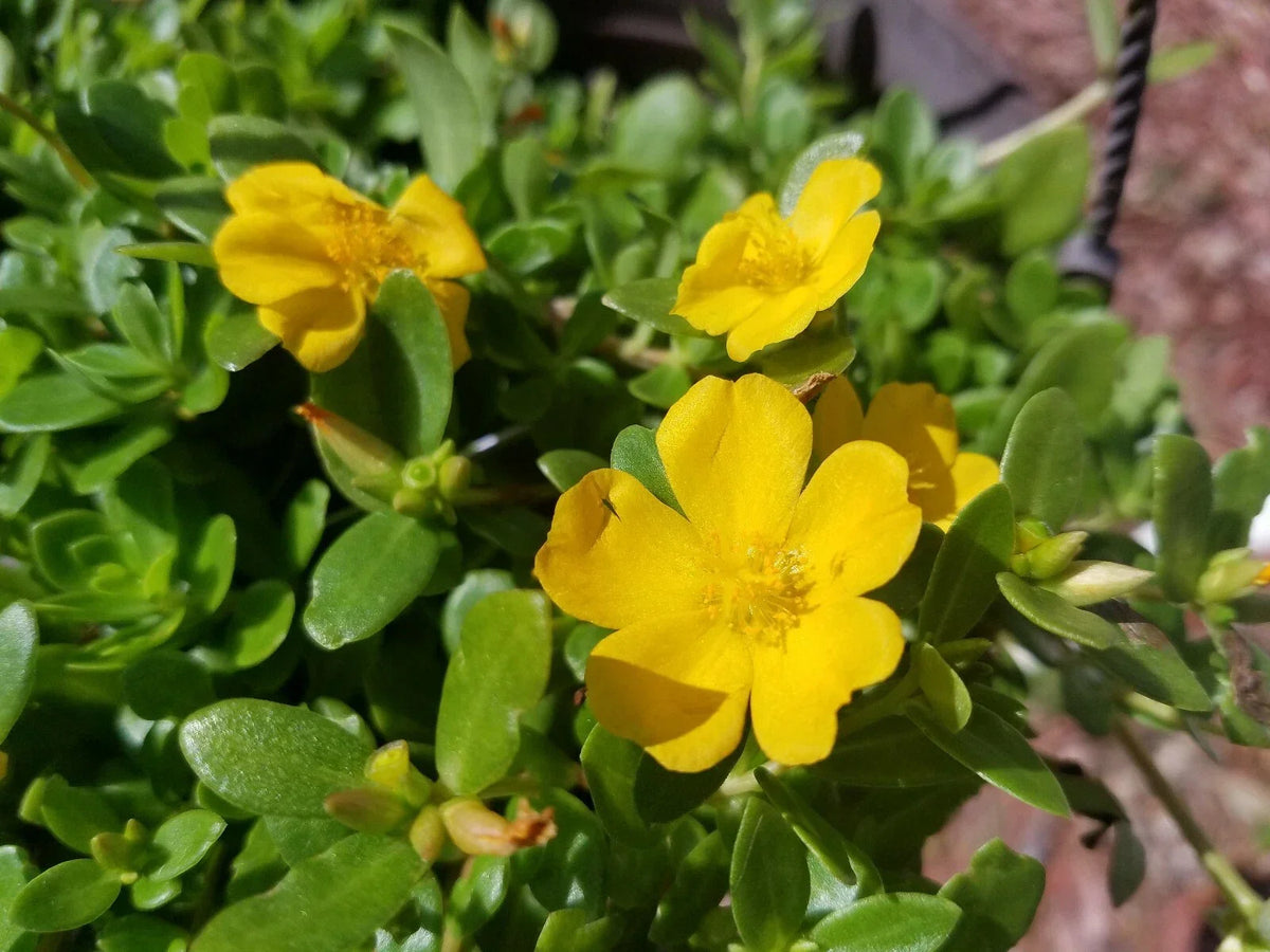Yellow Single Flower Purslane Cuttings - Bright Purple Flowers - Portulaca oleracea - Easy to Grow, Drought Tolerant, Indoor & Outdoor