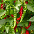 Cayenne Hot Pepper Seeds | Long Slim, Heirloom, Non-GMO, Capsicum annuum, Spicy Garden Seeds, 25 Pack