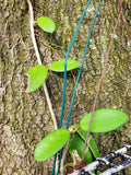 Hoya Diversifolia ssp Crassipes Two Node Cutting - Tropical Houseplant for Propagation, Climbing and Trailing Foliage