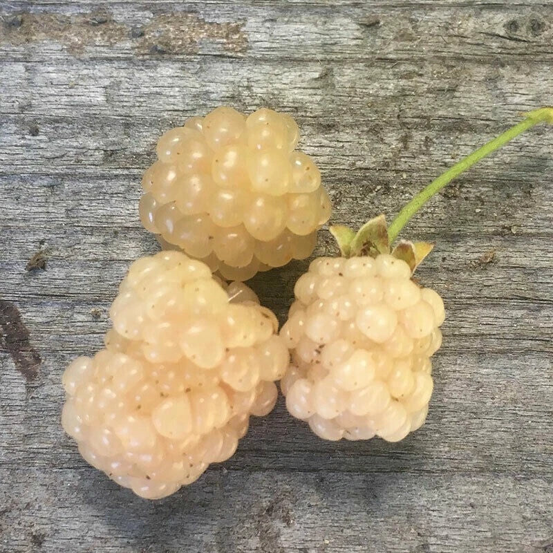 Snowbank White Blackberry Plant - Live Rooted Rubus fruticosus var. albus for Zones 5-8