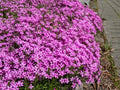 Peacock Cherry Red Phlox Seeds - 100+ Pack, Phlox paniculata, Vibrant Red Flowers, Butterfly & Pollinator Attractant, Garden Planting