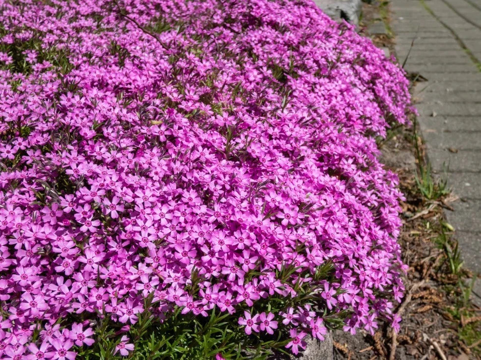 Peacock Cherry Red Phlox Seeds - 100+ Pack, Phlox paniculata, Vibrant Red Flowers, Butterfly & Pollinator Attractant, Garden Planting