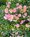 Miniature Pink Rose Bush - 2" Pot Starter Plant - Rosa 'Miniature Pink' - Compact, Blooming Garden Flower for Containers and Indoor