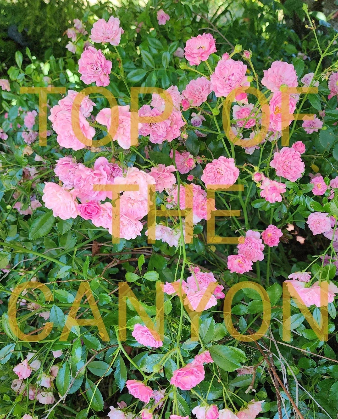Miniature Pink Rose Bush - 2" Pot Starter Plant - Rosa 'Miniature Pink' - Compact, Blooming Garden Flower for Containers and Indoor
