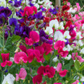 Sweet Pea Vine Seeds 80 Pack | Royal Family Flower Garden Mix | Lathyrus odoratus Climbing Flower Seeds