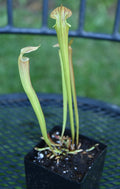 Sarracenia Seedling - Oreo x Alata x Adrian S Select Hybrid Carnivorous Pitcher Plant, Unique, Easy Care, Indoor or Outdoor