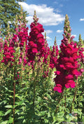 Potomac Royal Snapdragon Seeds - 1000+ Count, Antirrhinum majus, Vibrant Flower Seeds for Garden, Borders & Containers, USA Grown