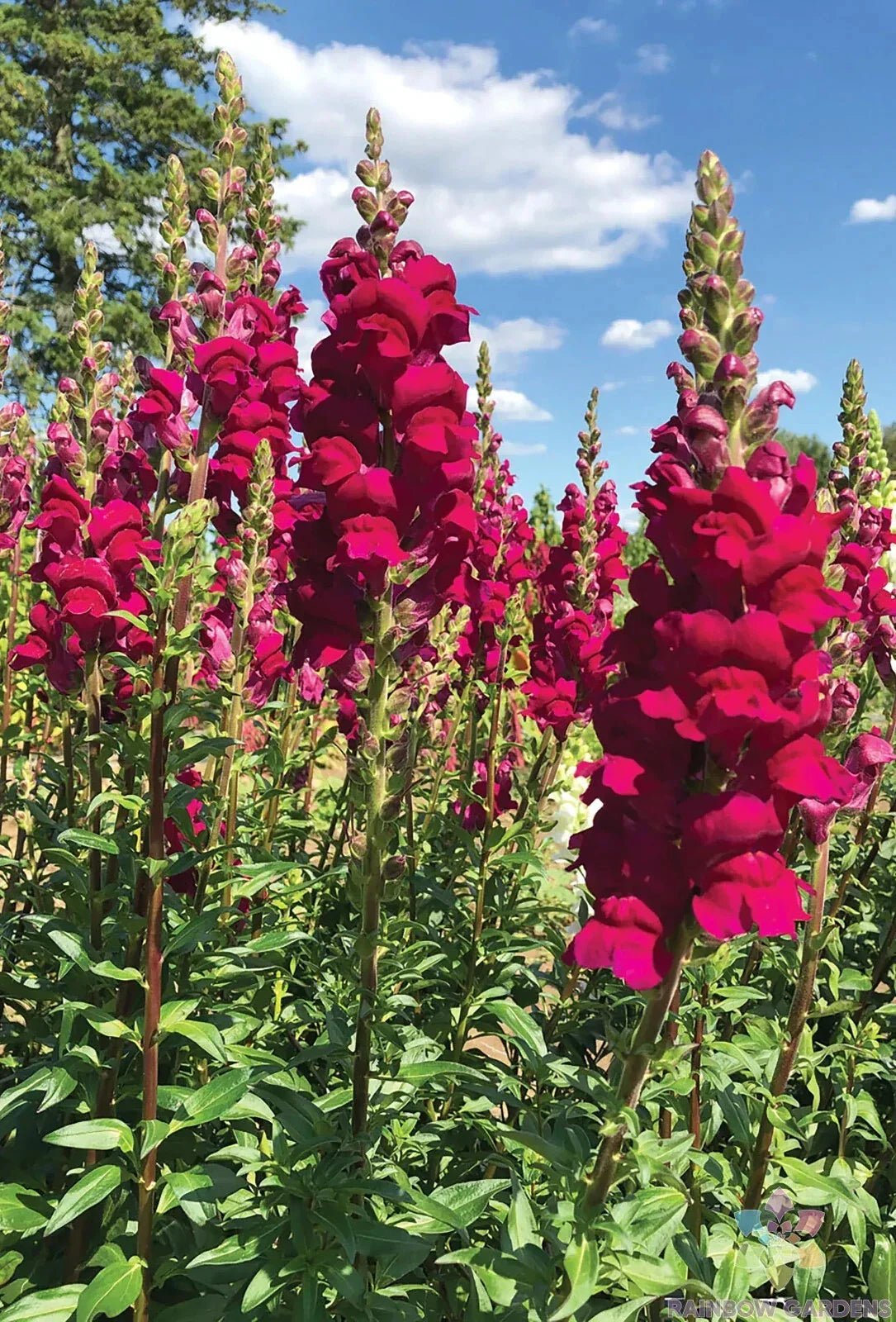 Potomac Royal Snapdragon Seeds - 1000+ Count, Antirrhinum majus, Vibrant Flower Seeds for Garden, Borders & Containers, USA Grown